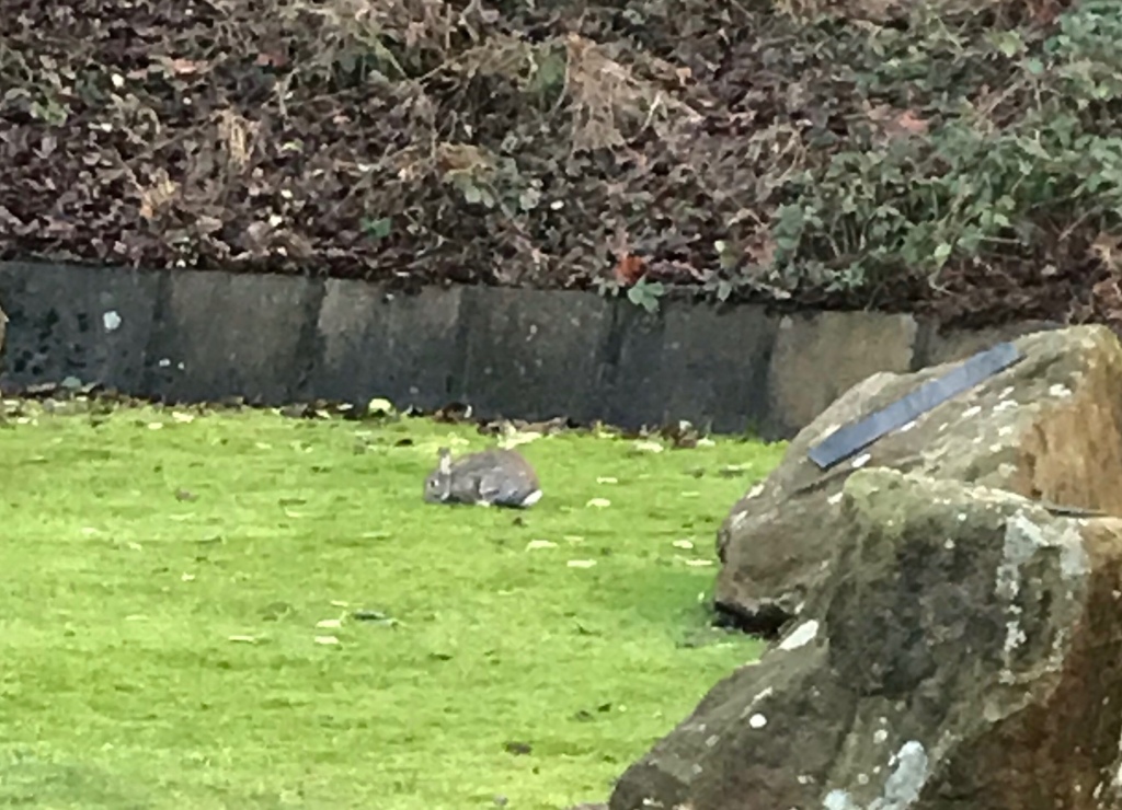 Rabbit on grass 